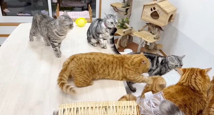 パンチする猫