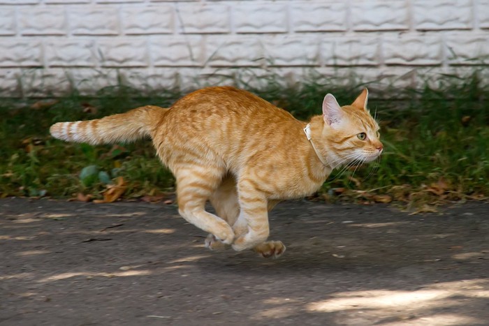 ダッシュする猫