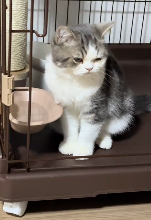 うつむくぐるくん