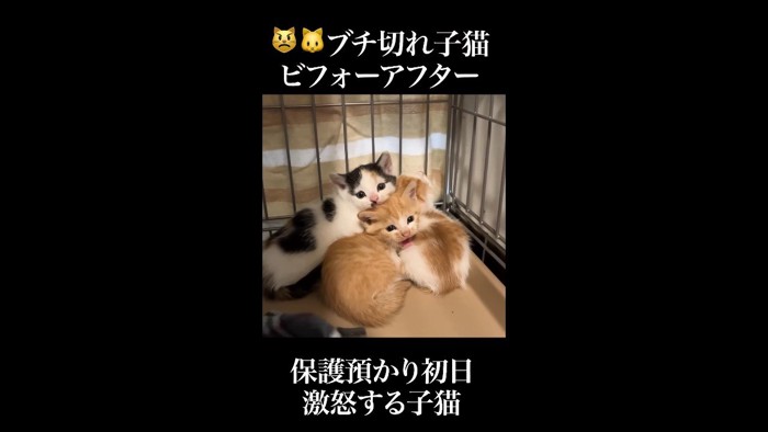 猫団子で威嚇