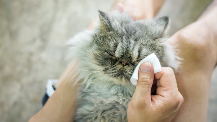 目を閉じて顔を拭かれている猫 