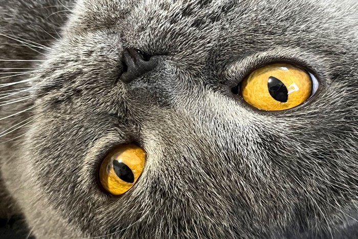 寝転がる猫