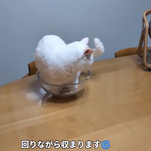 ボウルの中で回って歩く猫