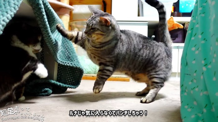 パンチする猫