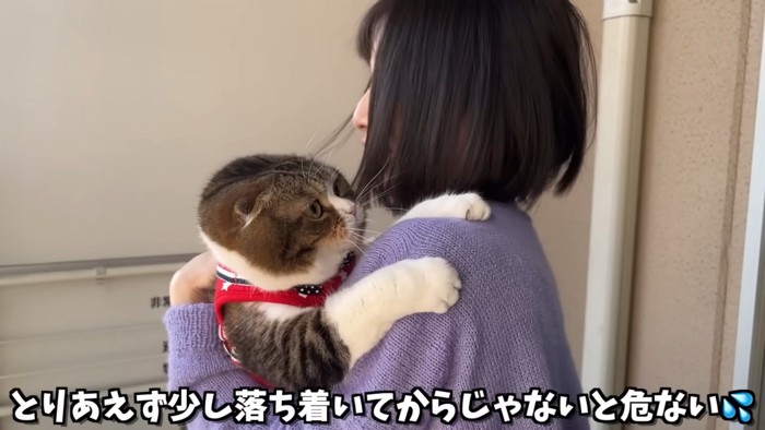 人にしがみつく猫