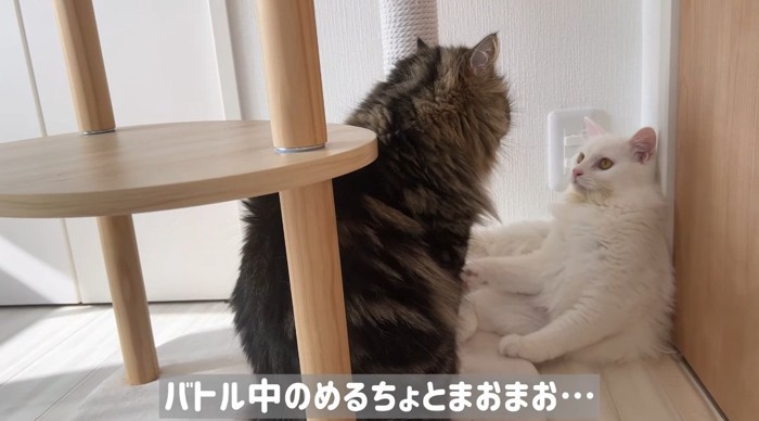 喧嘩する猫