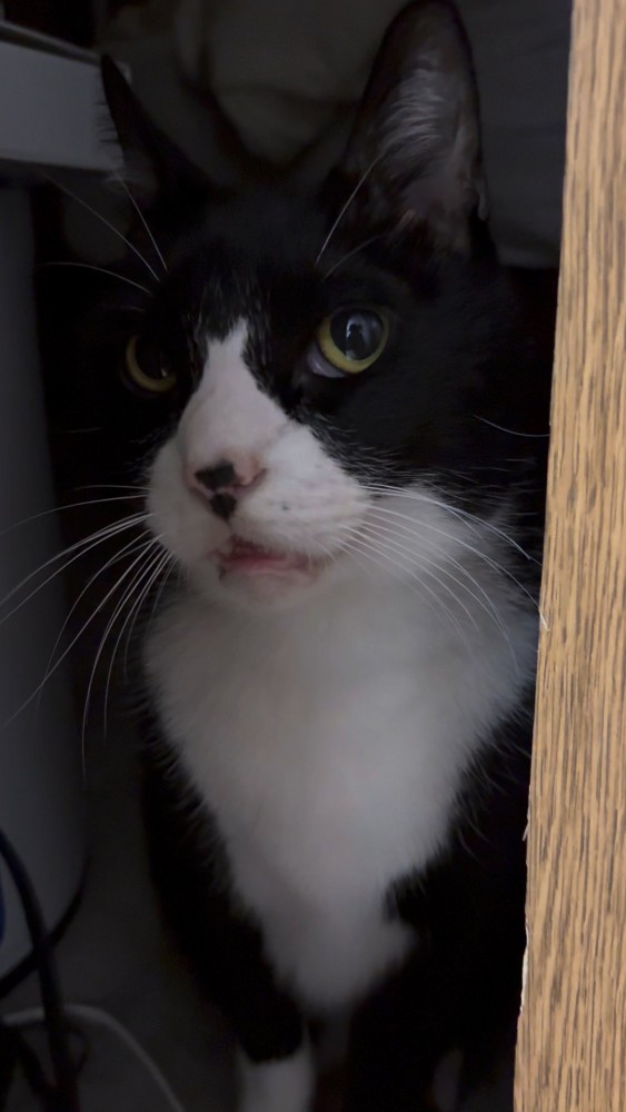 不機嫌そうな猫さん