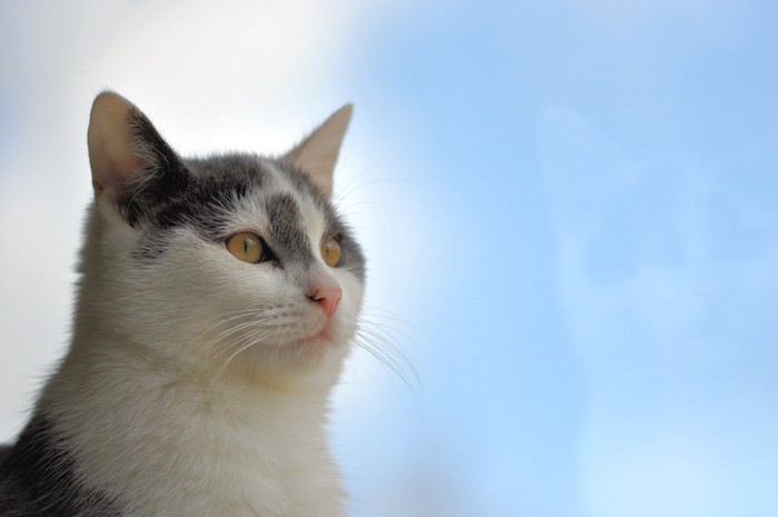 青空と猫