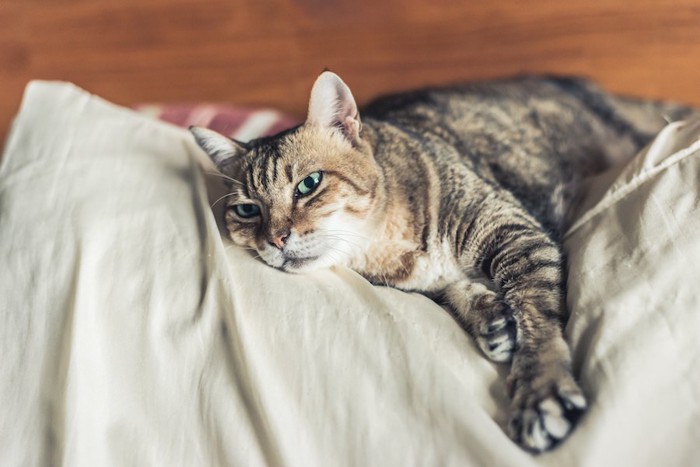 つまらなそうに寝転ぶ猫