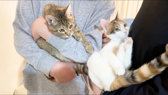 里親の顔を見つめる三毛猫