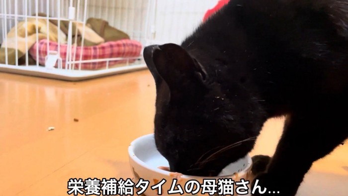 ごはんを食べる母猫