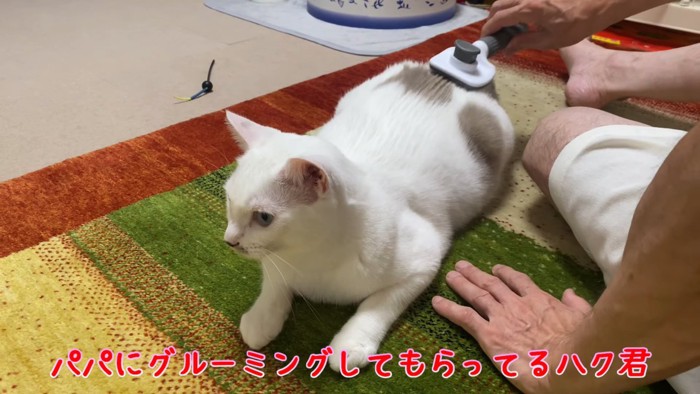 ブラッシングされる猫