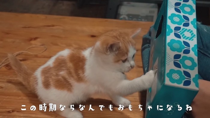 箱に前足を入れる子猫