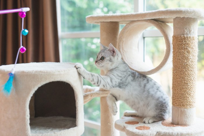 飼い主と遊ぶ猫