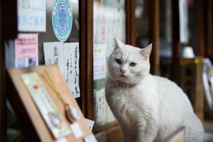 梅宮大社にいる猫