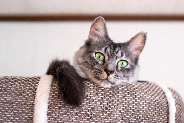 見下ろす猫