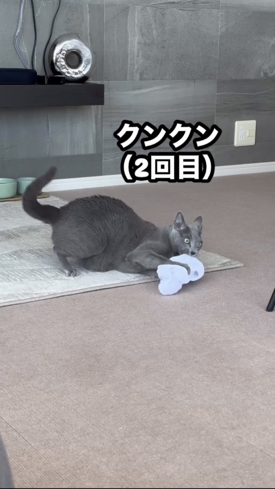 靴下のニオイを嗅ぐ猫