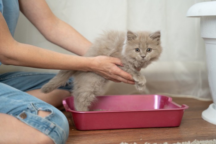 トイレの練習をする猫