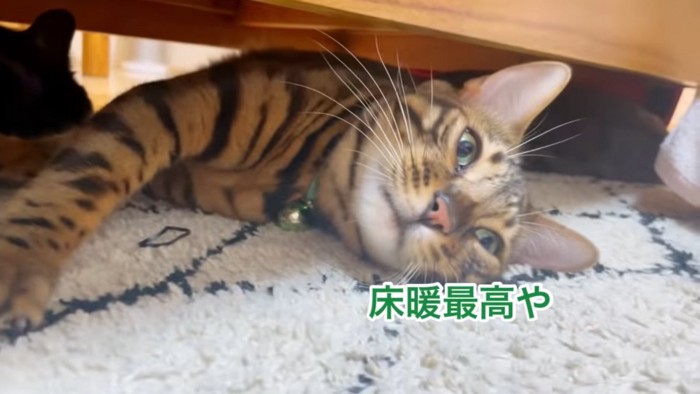 寝そべる猫