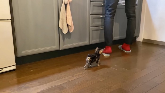 人を追う子猫