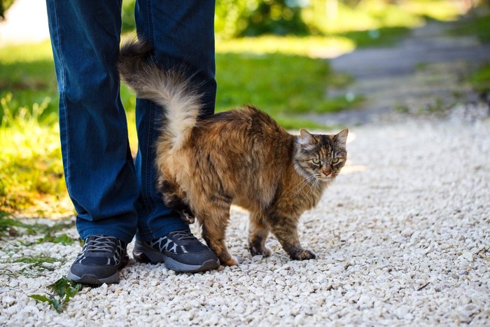 足にしっぽですりすりしている猫