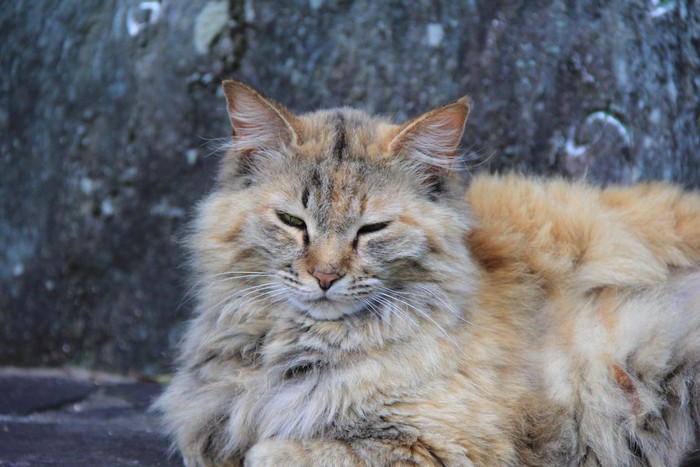 眠そうな表情の長毛猫