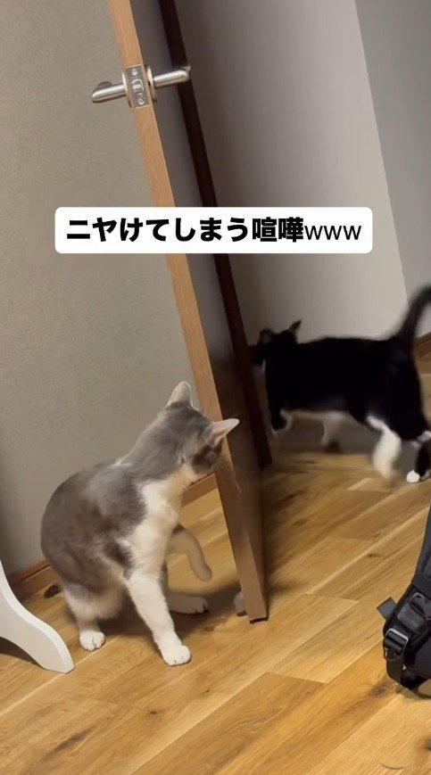 サバ白猫の反撃に押される白黒ハチワレ猫