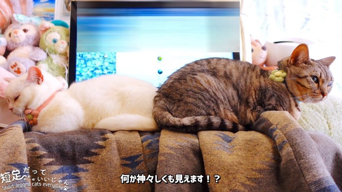 目を閉じる猫と目を開けている猫