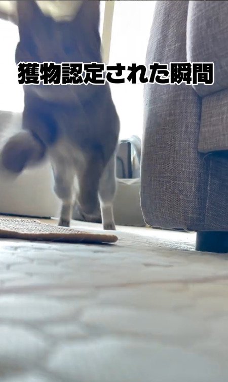 カメラの前に向かってくる猫