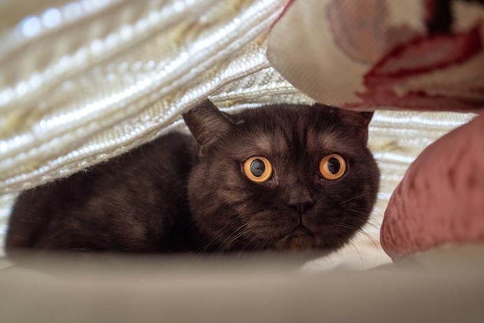 不安過ぎる黒猫