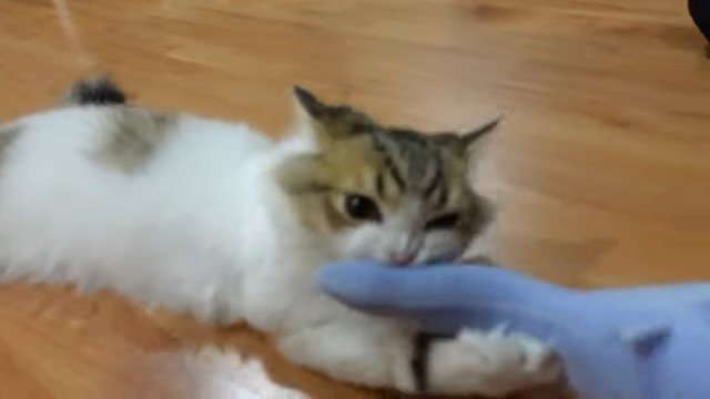 サメのぬいぐるみにかじりつく猫