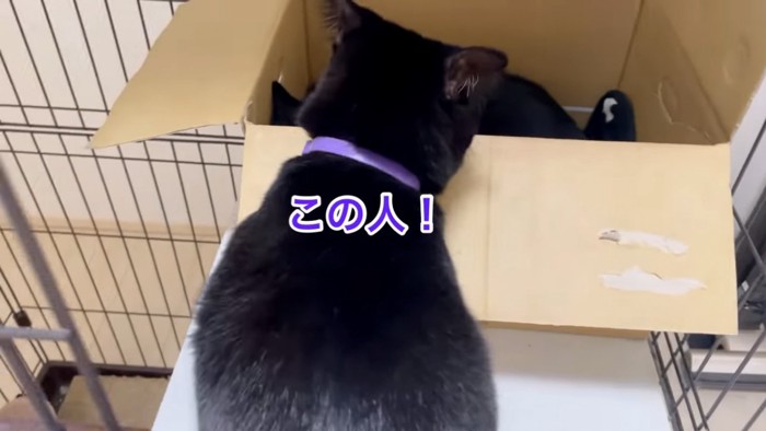 猫の後ろ姿