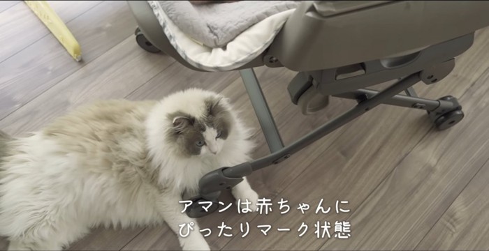 ぴったりマーク状態の文字と猫