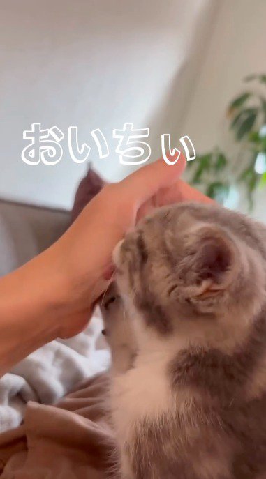 女性の手のひらに前足をくっつけながら、女性の手を舐める子猫