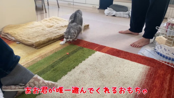 光を追いかける猫