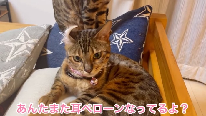 右耳が折れている猫