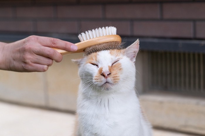 気持ちよさそうな猫