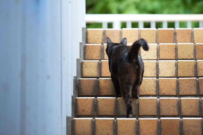 立ち去る猫