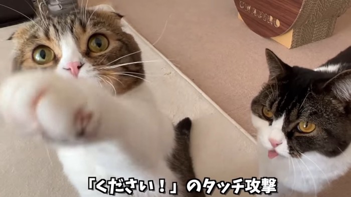 前足でタッチする猫と舌を出す猫