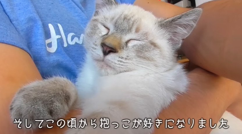 抱っこされる子猫