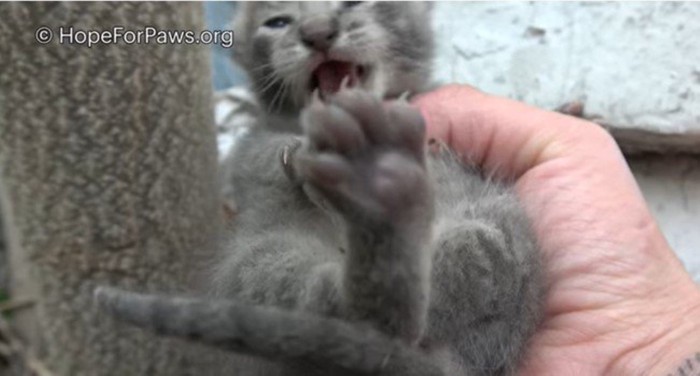 鳴く子猫