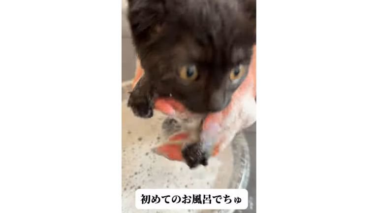 お風呂に入っている猫