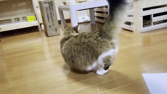 中央で奥を向く猫