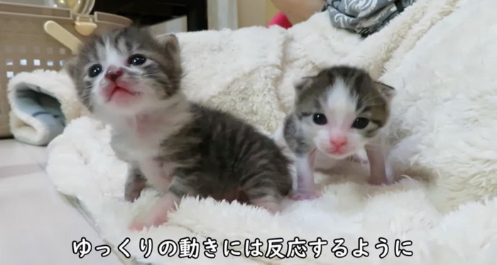 少しずつ動きに反応する2匹の子猫