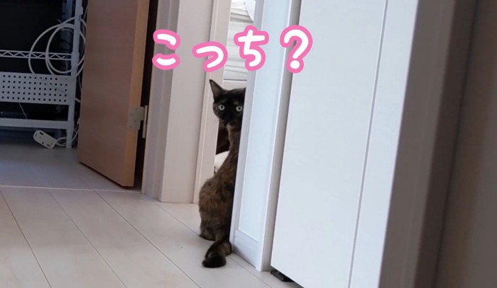 こちらをじっとみる猫