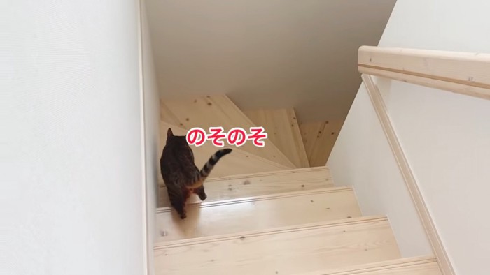 階段を下りる猫