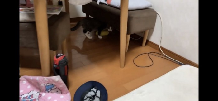 椅子の下の猫