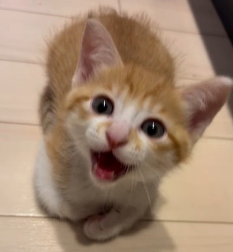 床に座って、飼い主に大きな声で鳴く子猫