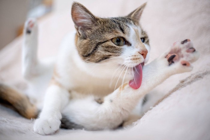 毛づくろい中の猫