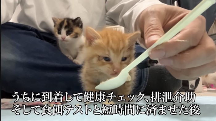 スプーンで餌を食べる子猫の写真2